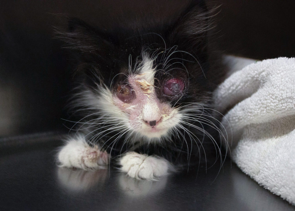 injured kitty with inflamed eyes