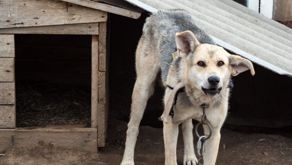 chained dog standing outside a run down dog house