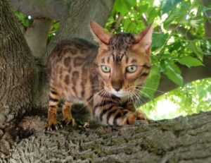 Bengal cat on a tree