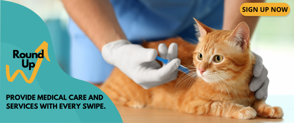 An orange tabby cat receives a vaccination.
