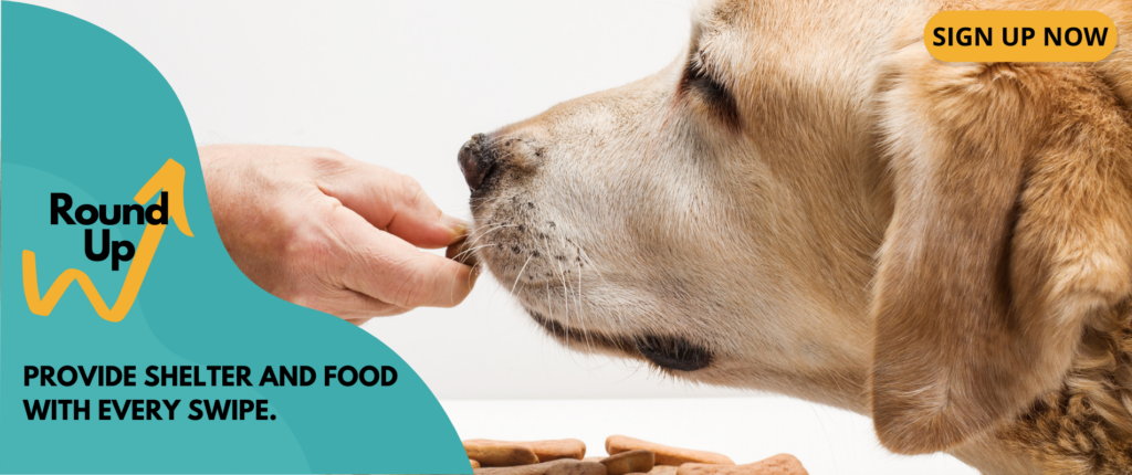 A person gives a dog food.