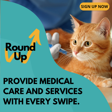 An orange tabby is receiving a vaccination.