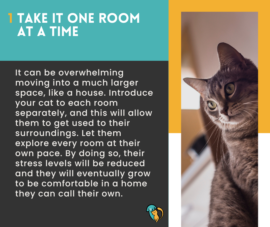 Tips for Adopting a Cat